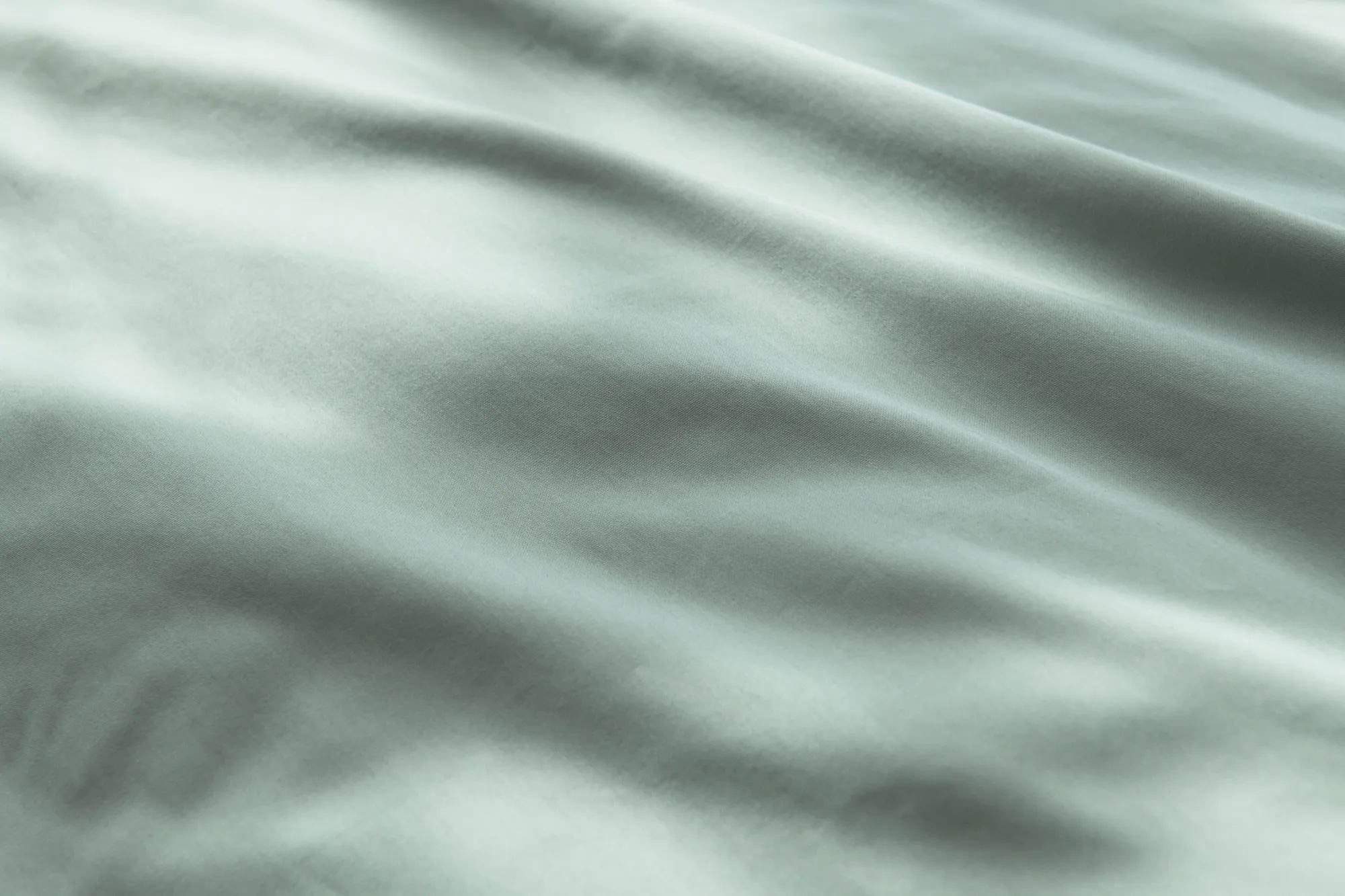 Braga eucalyptus – Bild 4